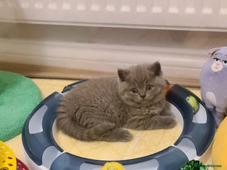 British Shorthair cats - Advert 7