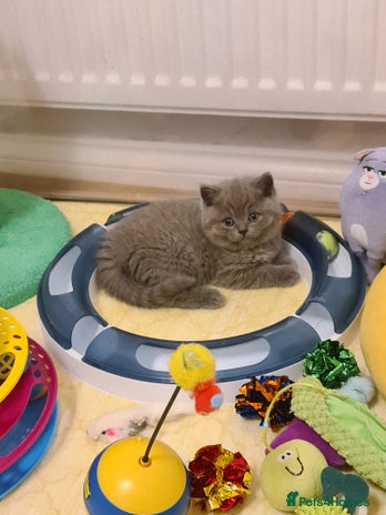 British Shorthair cats - Advert 5