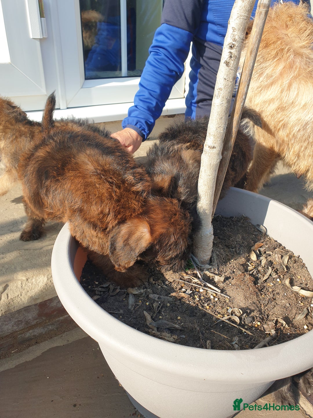 Mixed Breed dogs for sale: Border Terrier x miniature Poodle  - Image 19