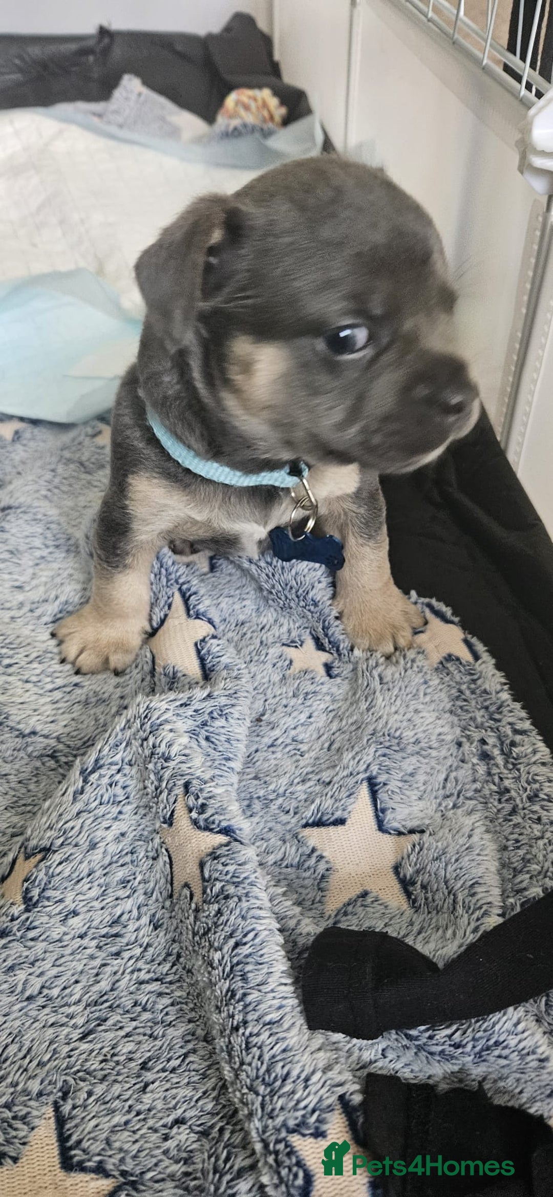 Mixed Breed dogs for sale: French Bulldog x Chichuhua - Image 8