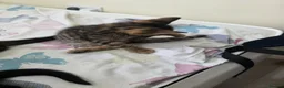 Bengal cats for sale: Stunning Bengal Cross Kittens - Advert 39