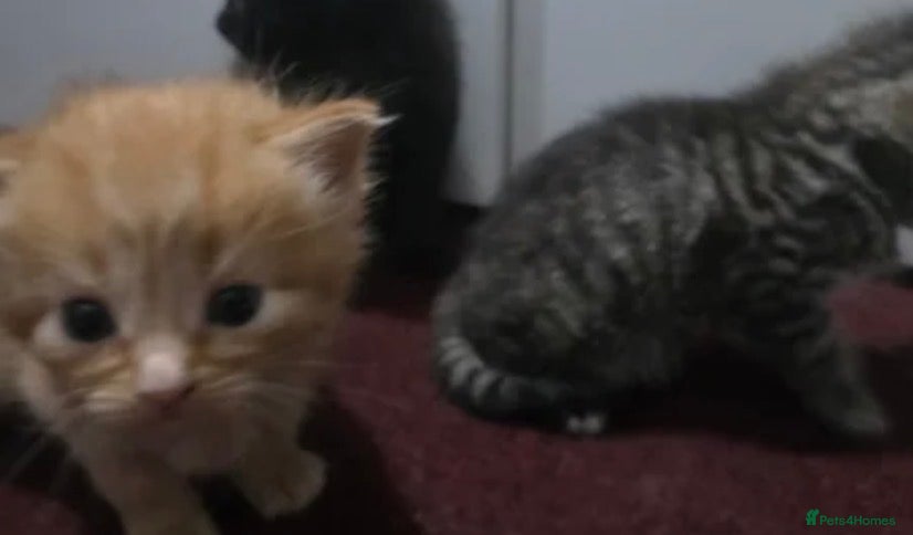 Mixed Breed cats Kittens for rehoming  - Advert 1