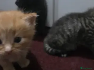 Mixed Breed cats Kittens for rehoming - Advert 2