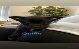 Chihuahua dogs for sale: READY NOW chihuahua x Pom puppies  - Image 12