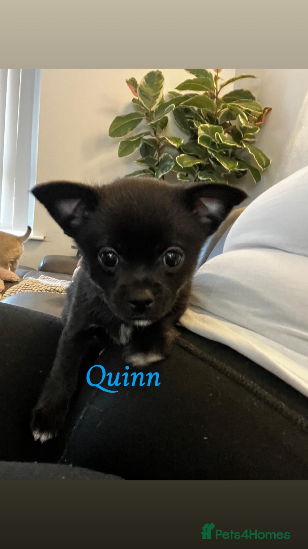 Chihuahua dogs for sale: READY NOW chihuahua x Pom puppies  - Image 12