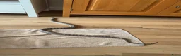 Corn Snake reptiles for sale: Corn snake and enclosure for sale in Highbridge - Advert 3