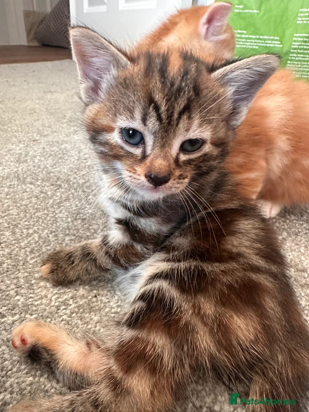 Mixed Breed cats for sale: Bengal cross kittens - Advert 2
