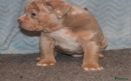 American Bully dogs for sale: 🏡Ready to leave 2 weeks 🔥🦍AMERICAN BULLIES🔥🦍 - Image 3