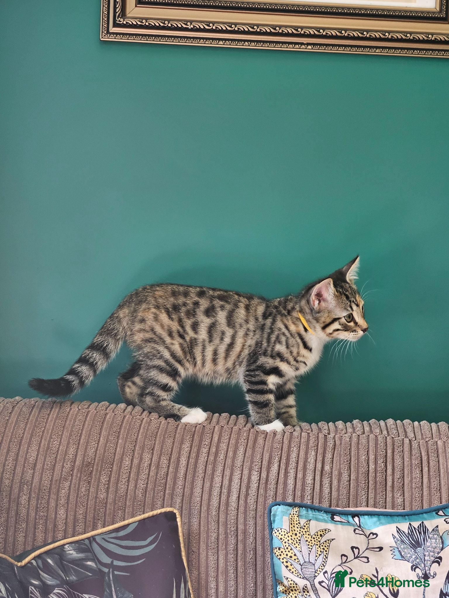 Bengal cats Female Bengal X kitten  - Advert 1