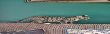 Kitten 1