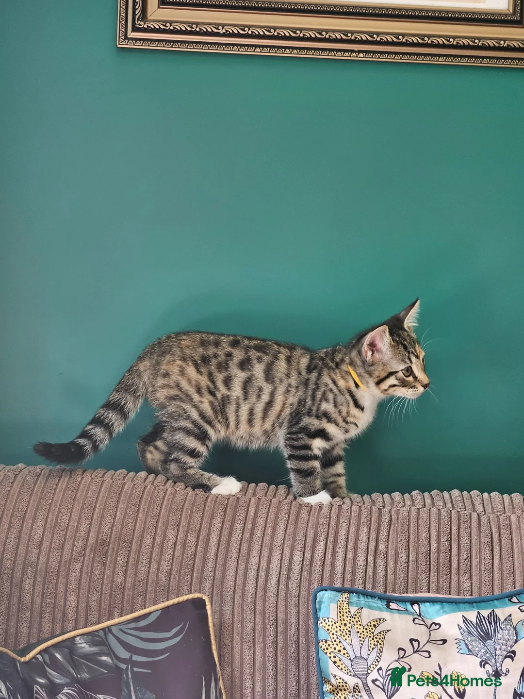 Bengal cats for sale: Female Bengal X kitten  - Advert 1