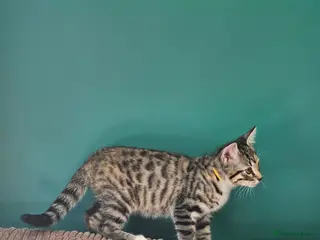 Bengal cats Female Bengal X kitten - Advert 7