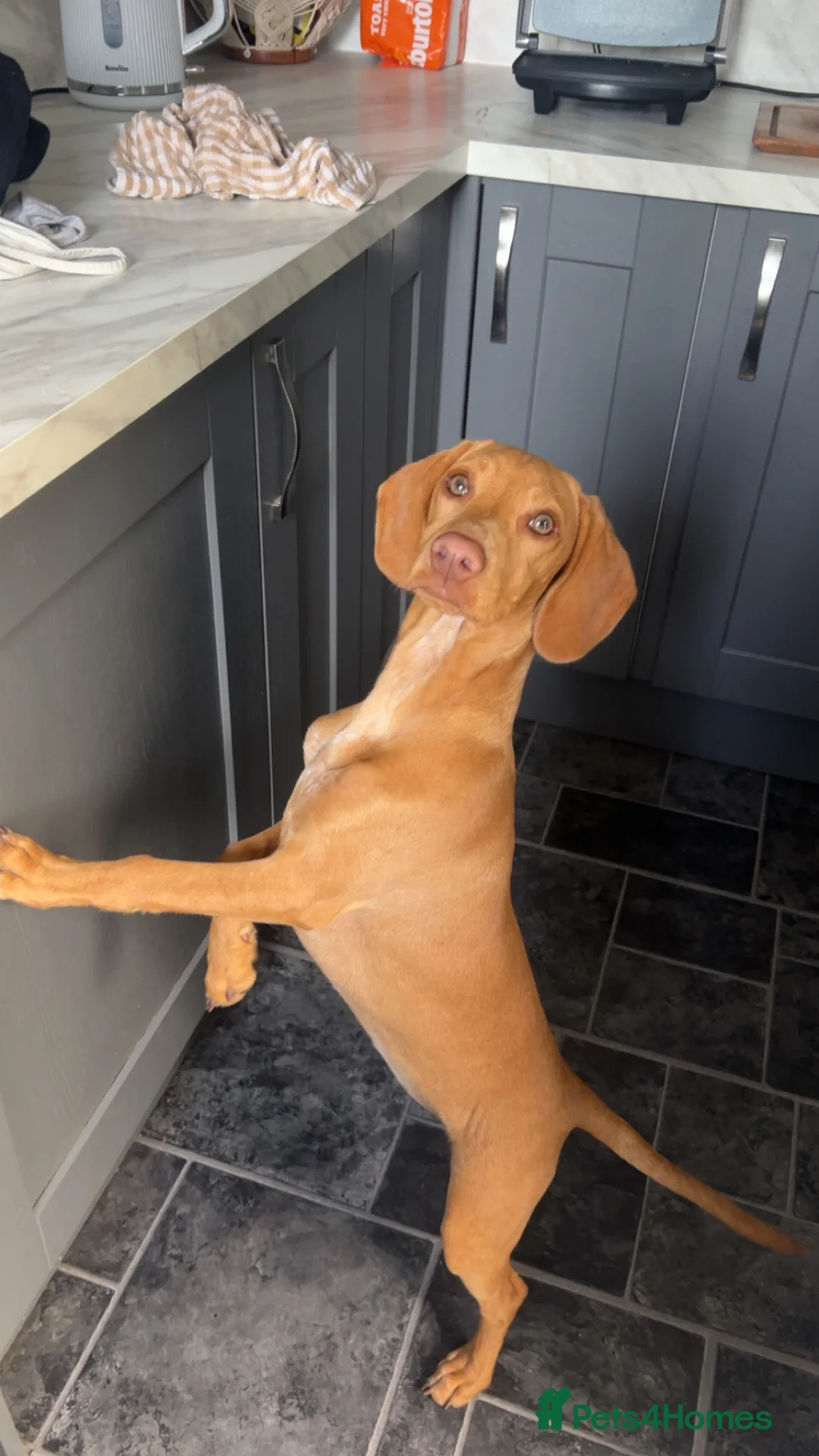 Mixed Breed dogs for sale: Vizsla X Whippet puppies - Advert 9