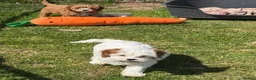 Cavapoo dogs for sale: Stunning home reared vet checked cavapoo puppies  in Leicester - Advert 8