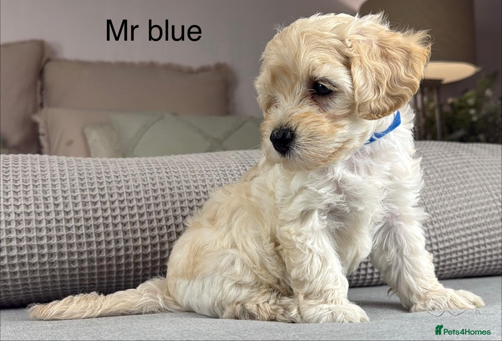 Maltipoo dogs SEE ALL OUR PUPPIES ON INSTA. OAKWELL RETRIEVERS  - Advert 1