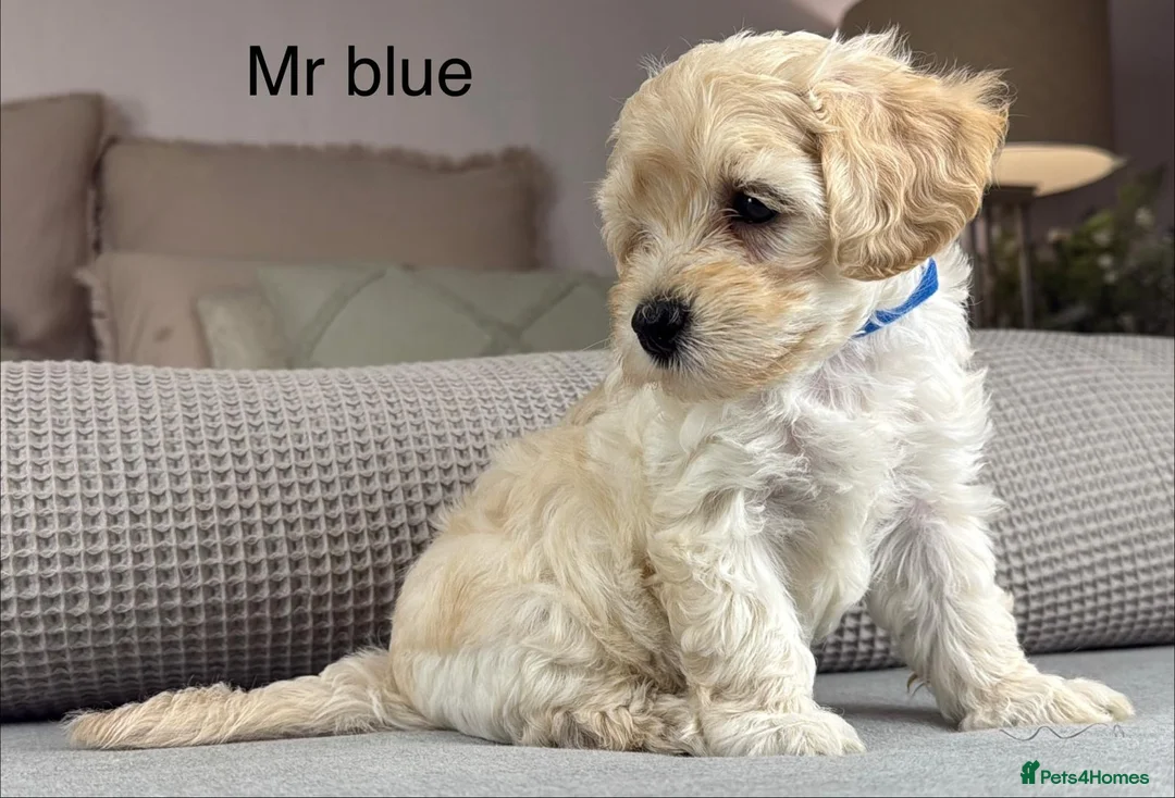 Maltipoo dogs for sale: SEE ALL OUR PUPPIES ON INSTA. OAKWELL RETRIEVERS  - Advert 1