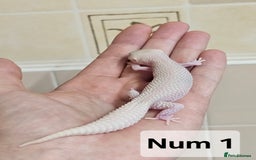 Leopard Gecko reptiles for sale: Blacknight macksnows and supersnows in tremper - Image 4