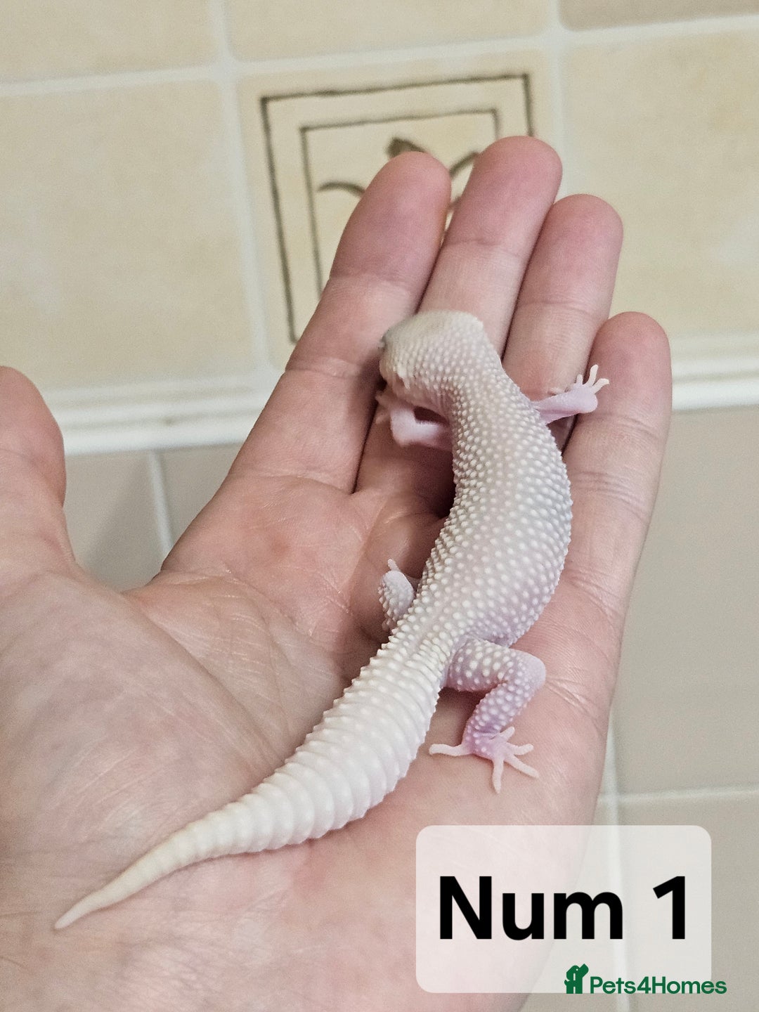 Leopard Gecko reptiles for sale: Blacknight macksnows and supersnows in tremper - Image 4
