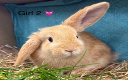 Dwarf Lop rabbits for sale: Dwarf lops ready for forever homes 15th November  - Image 8