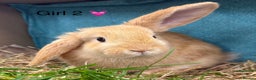 Dwarf Lop rabbits for sale: Dwarf lops Ready now 🐰♥️🐰  - Advert 8