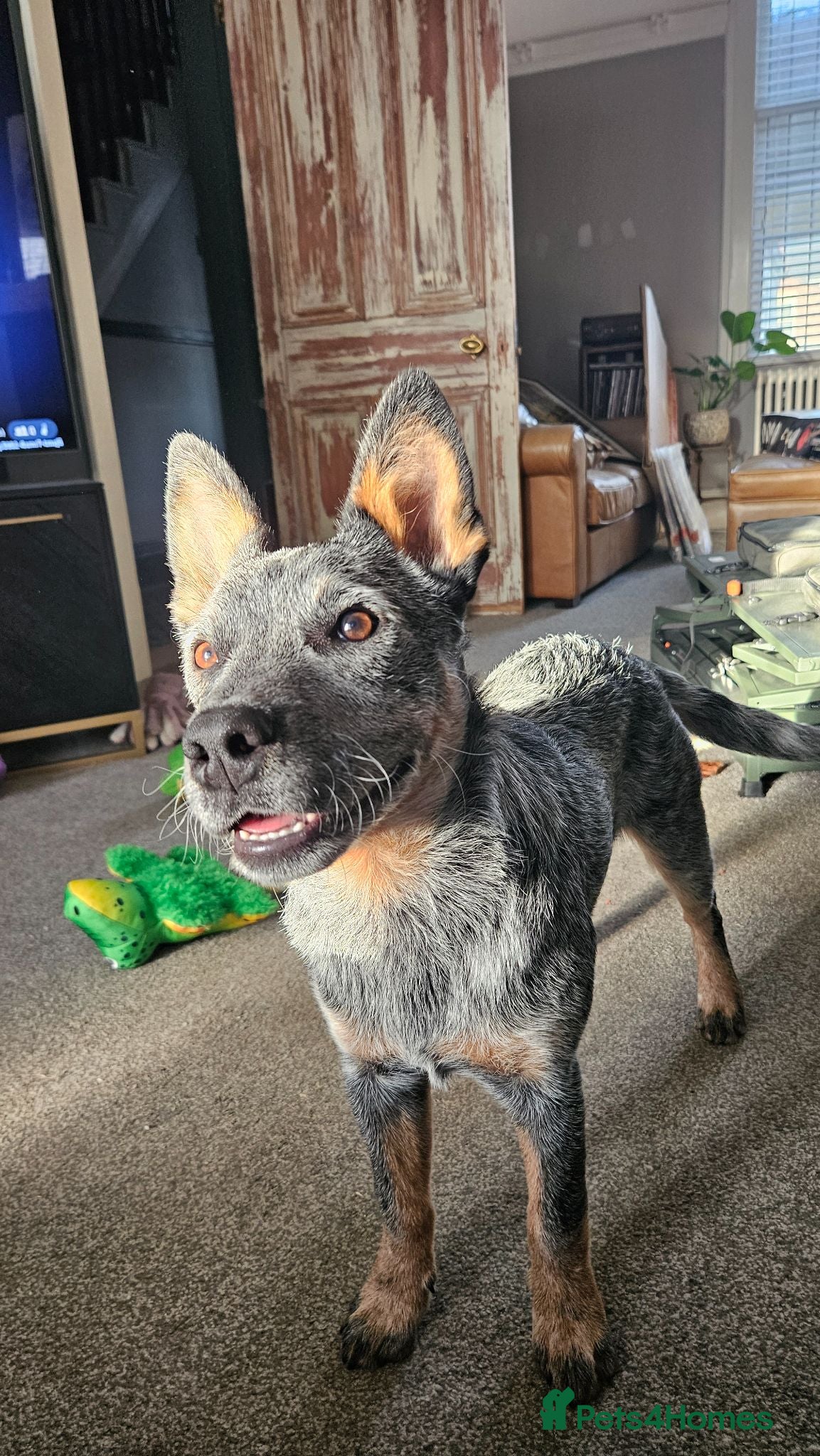 Australian Cattle Dog dogs Beautiful 7 month pup needs re-homing - Advert 13