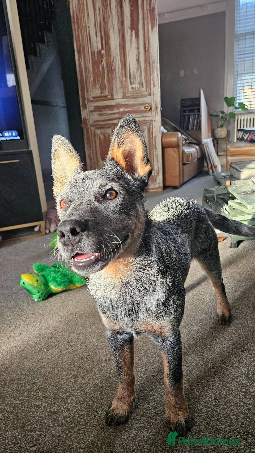 Australian Cattle Dog dogs for sale: Beautiful 7 month pup needs re-homing - Advert 1