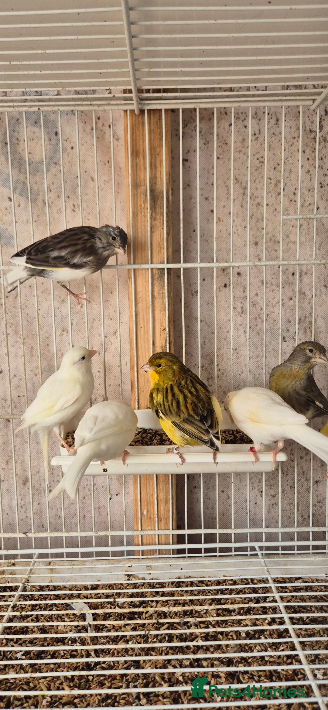 Canaries birds for sale: Canaries. (READY NOW) - Image 3