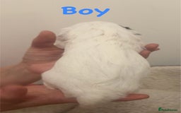 Jackapoo dogs for sale: Cavapoo x jack Russell puppies  - Image 6