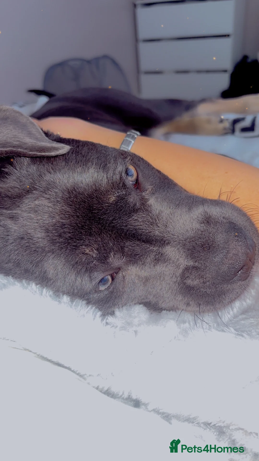 Mixed Breed dogs for sale: Dispy in Bedford - Advert 3