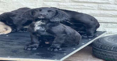 Sprocker dogs in Coalville - Advert 12