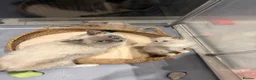 Ragdoll cats for sale: Full breed mink ragdoll kittens - Advert 3