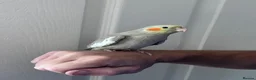 Cockatiels birds for sale: Baby hand tame cockatiel  - Advert 13