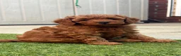 Cavapoo dogs for sale: F1b Cavapoo Puppies - Advert 4