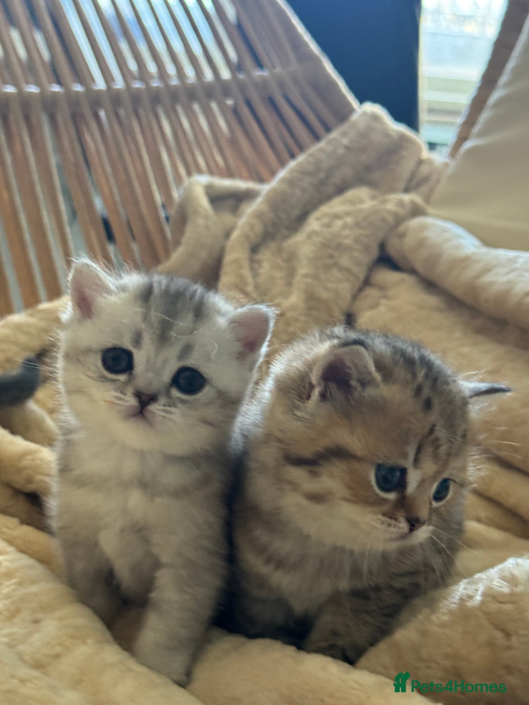 British Shorthair cats for sale: 2 Outstanding BSHLitter Chinchilla &Classic Lines) - Advert 4