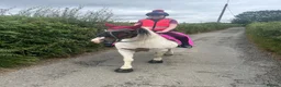 Irish Cob horses for sale: 13h Cob mare - amazing child's pony in Stockport - Advert 4