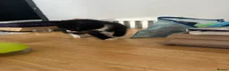 Mixed Breed cats for sale: 2 Female Kittens  in Reading - Advert 7
