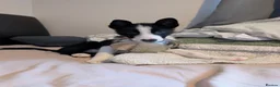 Border Collie dogs for sale: Polly & poppy.  - Advert 4