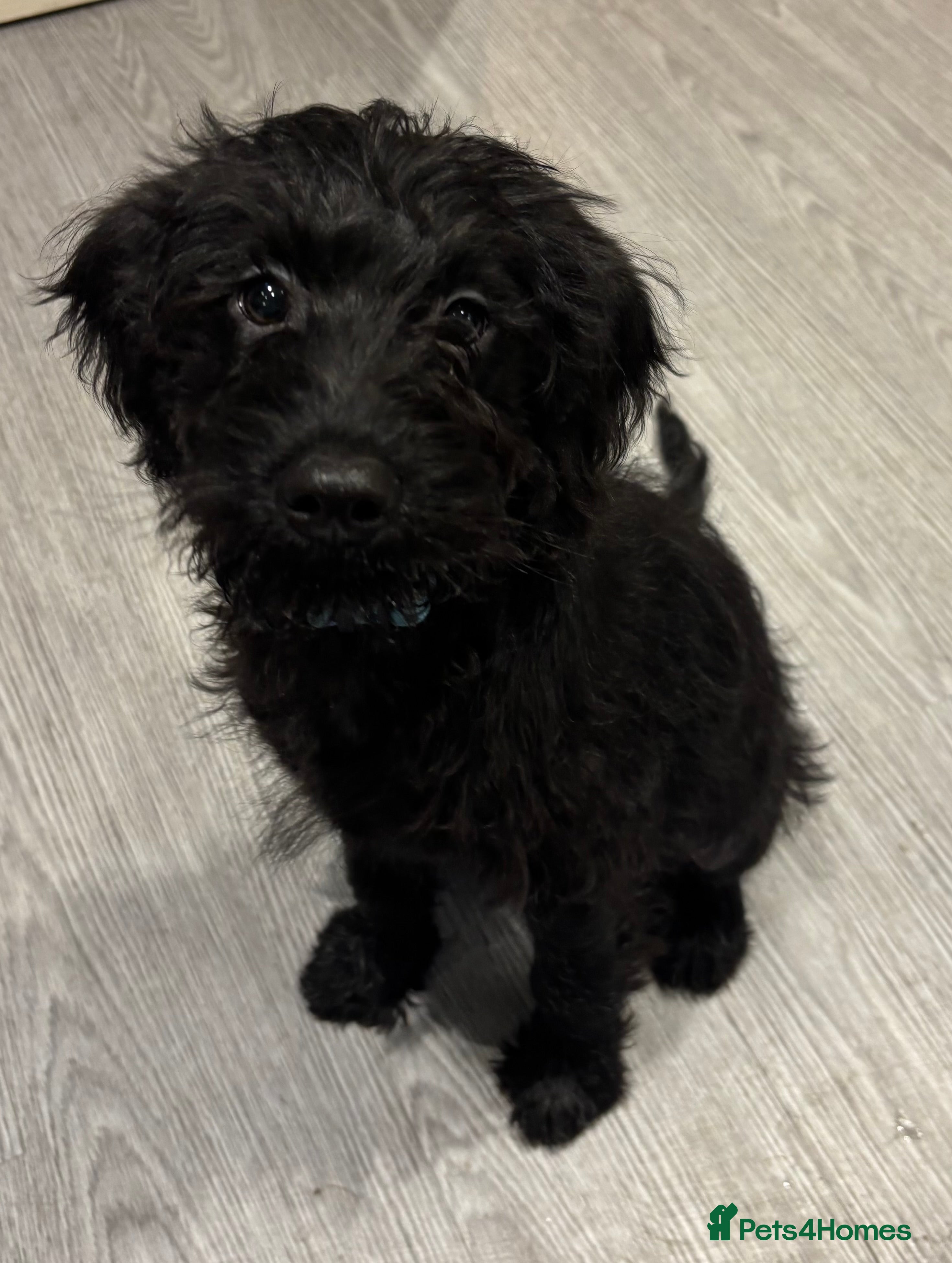 Mixed Breed dogs Only 1 pup left Boy  forever home mini labrado - Advert 13
