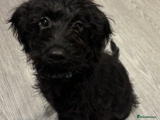 Mixed Breed dogs Only 1 pup left Boy forever home mini labrado - Advert 16