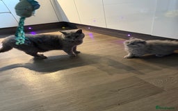 British Shorthair cats for sale: RESERVED! Last British Longhair girl  - Image 7