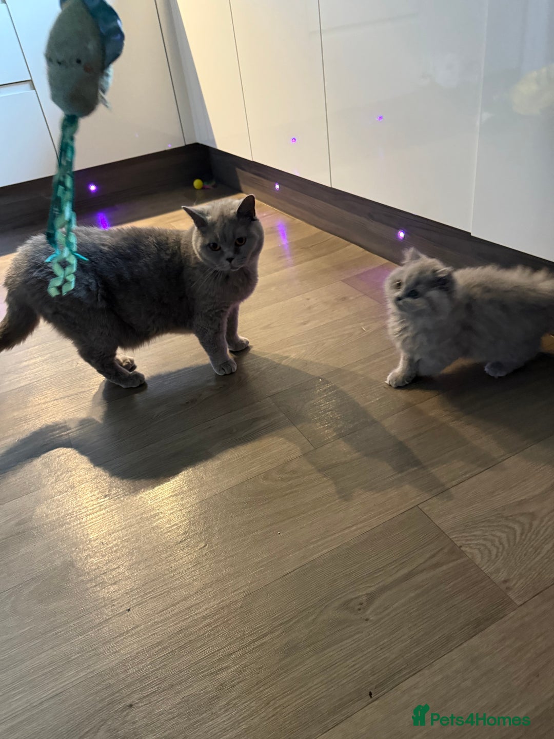 British Shorthair cats for sale: RESERVED! Last British Longhair girl  - Image 7