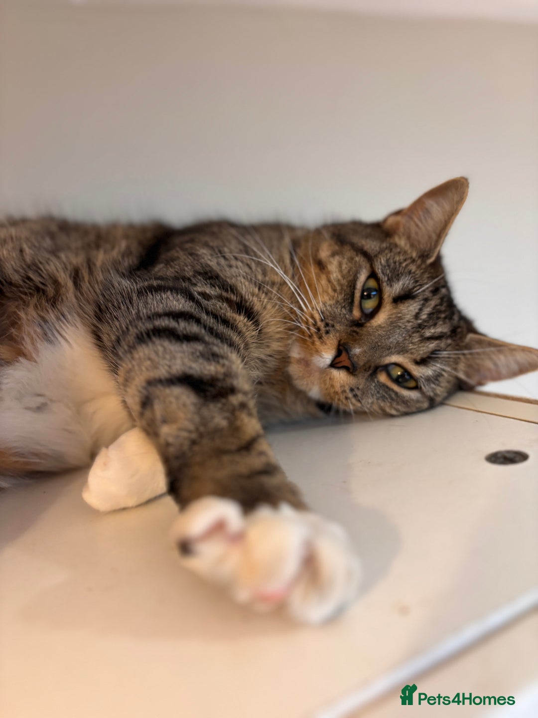 Mixed Breed cats for sale: Rehoming our lovely tabby cat Mika - Advert 5