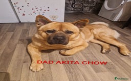 Mixed Breed dogs for sale: Akitachow cross husky  - Advert 7