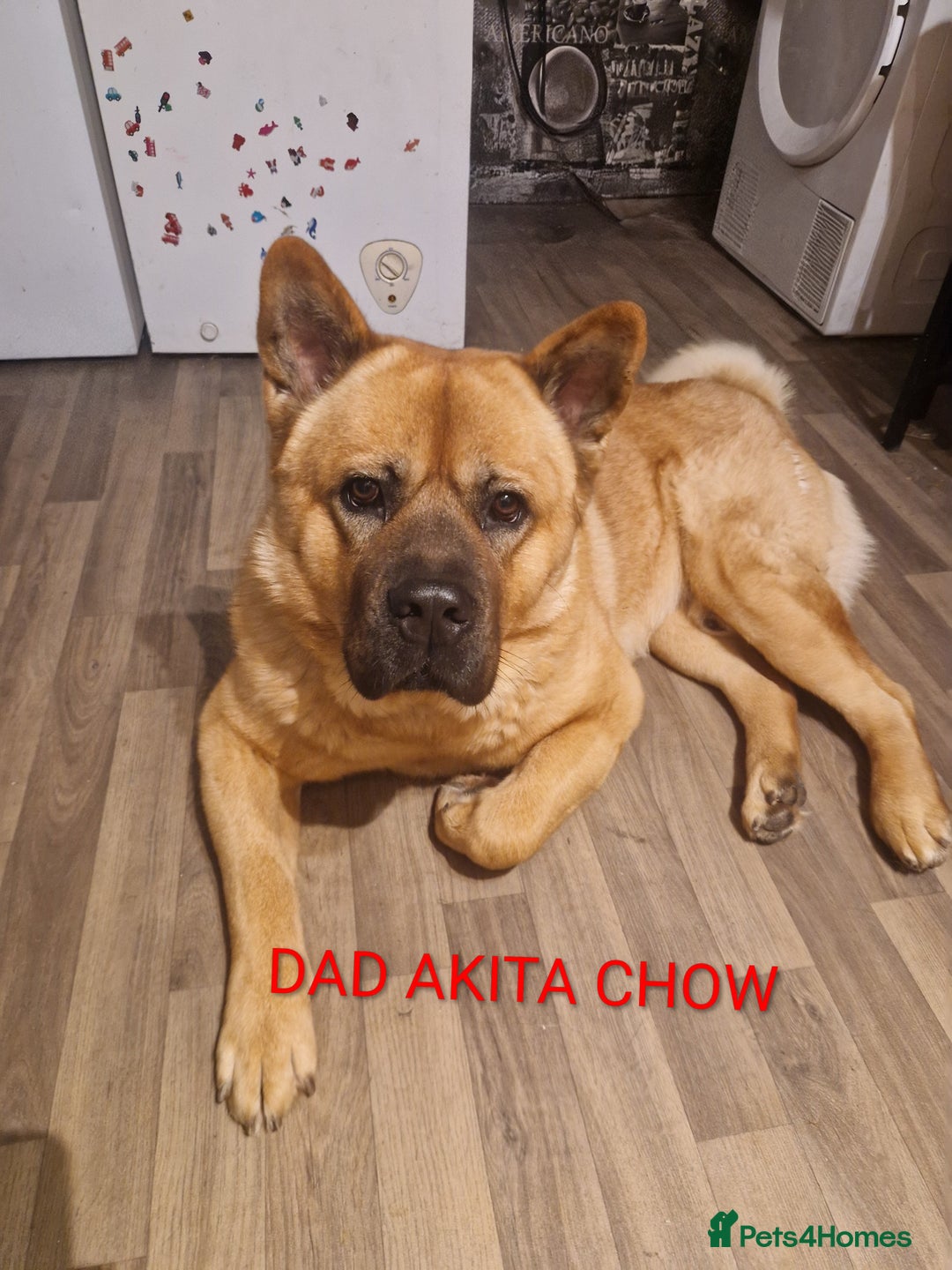 Mixed Breed dogs for sale: Akitachow cross husky  - Advert 7