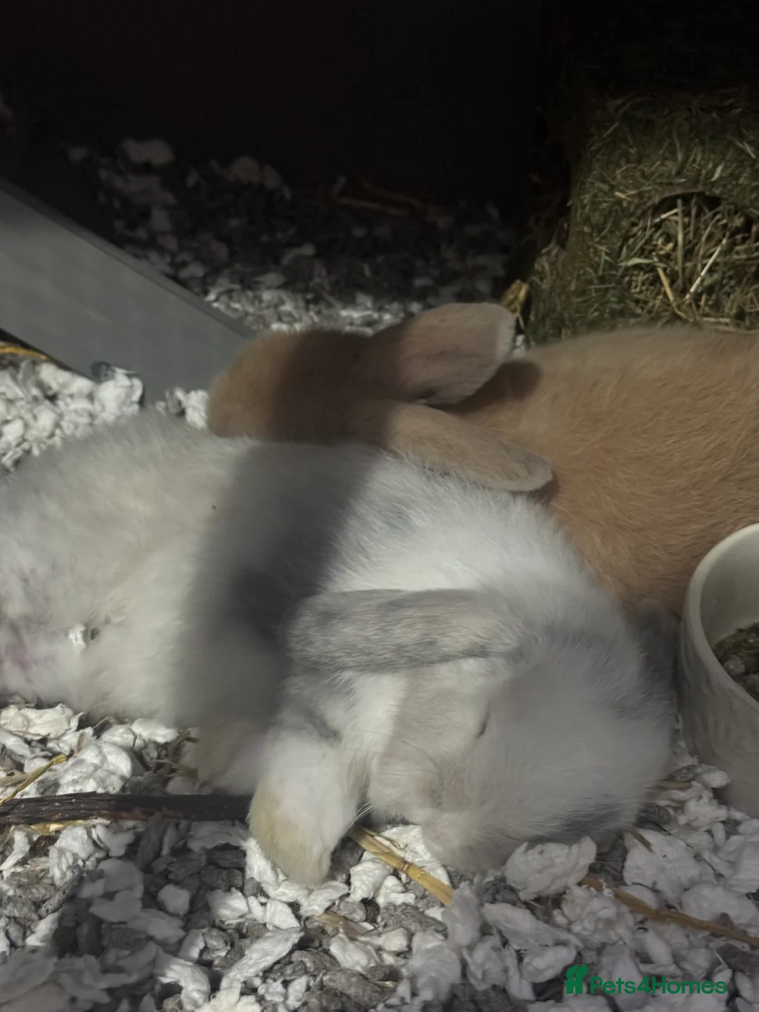 Mini Lop rabbits for sale: Adorable Mini Lop Bunny Pair and hutch for Sale 🐰 in Wednesbury - Advert 5