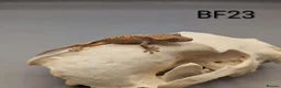 Gecko reptiles for sale: Red harlequin crested gecko  - Advert 4