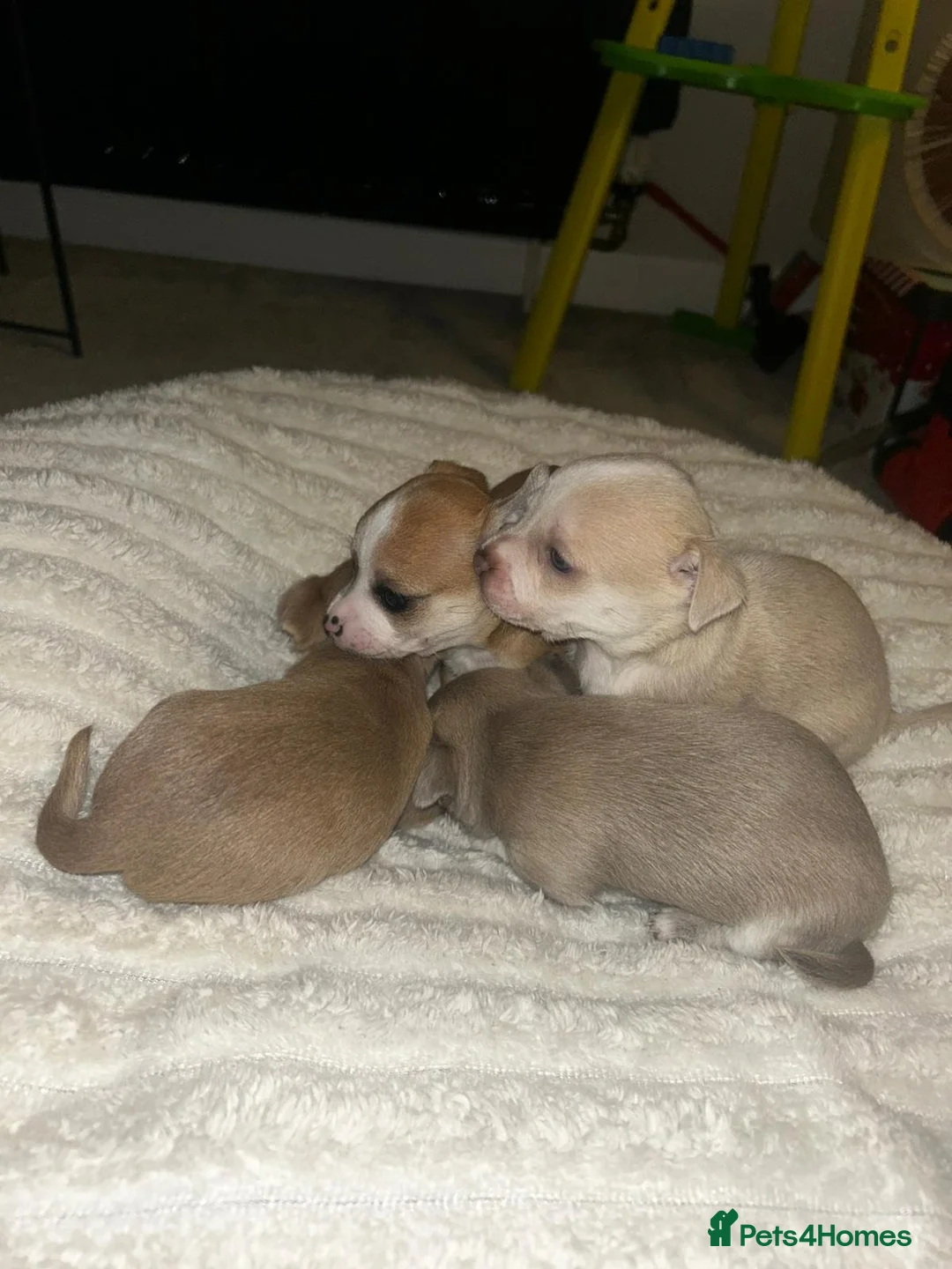 Chihuahua dogs for sale: 💛💚RefucedPEDIGREE CHIHUAHUAS💚💛 1 BOY LEFT - Advert 11