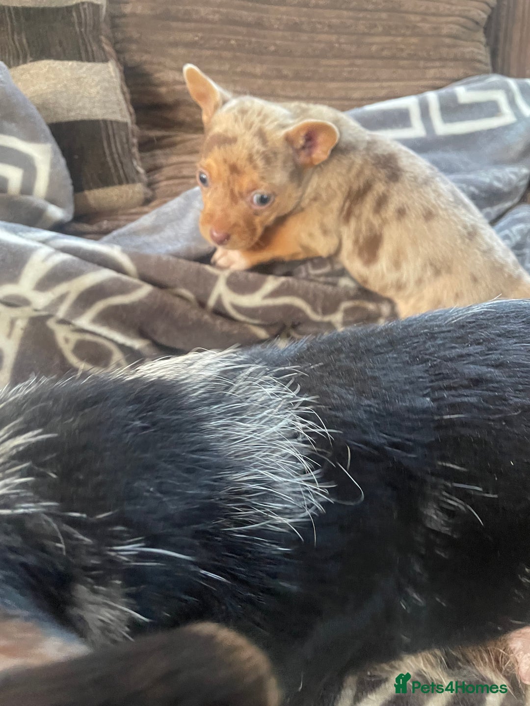 Mixed Breed dogs for sale: Jack Russell cross Chihuahua - Advert 4