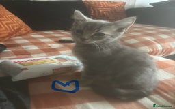 British Longhair cats for sale: British long hair x kittens ready to go - Image 9