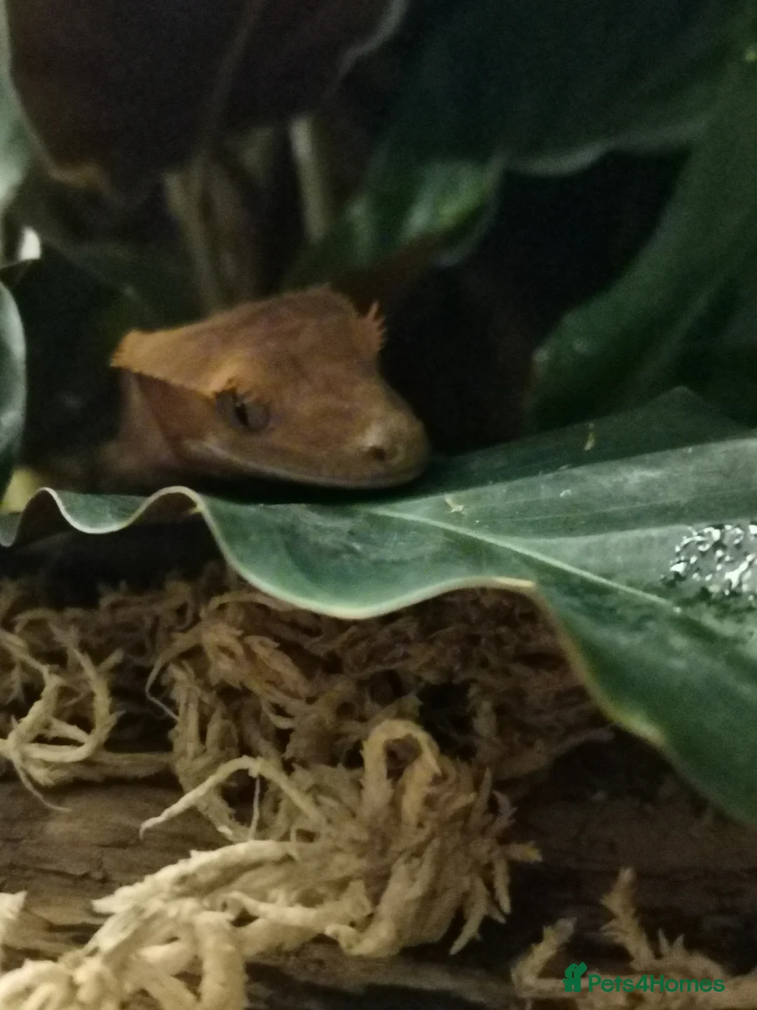 Gecko reptiles for sale: Crested Gecko male 9/10 months old - Advert 4